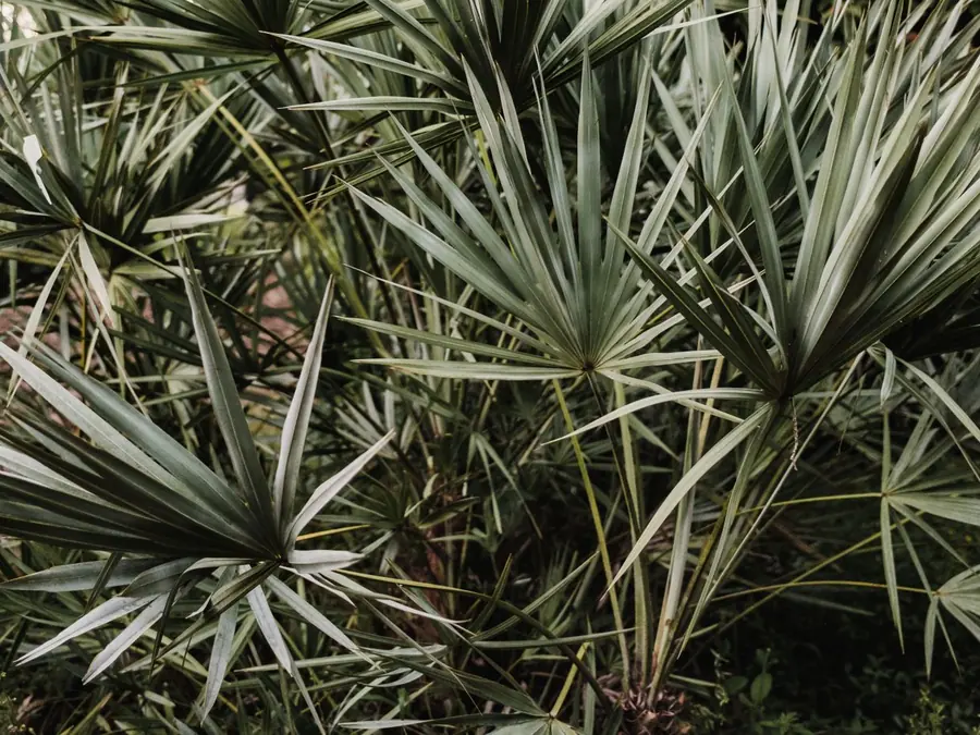 Waaiervormige bladeren van een dwergpalm